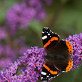 Is jouw tuin een paradijs voor vlinders?