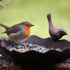 Maak van jouw tuin een vogelparadijs, natuurlijke tuin inrichten, tuin voor vogels, vogels helpen
