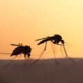 Muggen in de winter