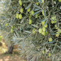 Olijfbomen: soorten olijven, snoeien, oogsten