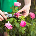 Rozen snoeien in de zomer