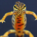 Soorten salamanders in België en Nederland