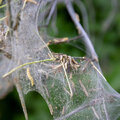 Spinselmot en haar rupsen