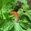 Tips om slakken uit de tuin te weren