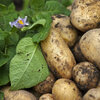 Verschillende soorten aardappelen, aardappel variëteiten, aardappel soorten, primeuraardappelen, bewaaraardappelen, bloemige en vastkokende aardappelen