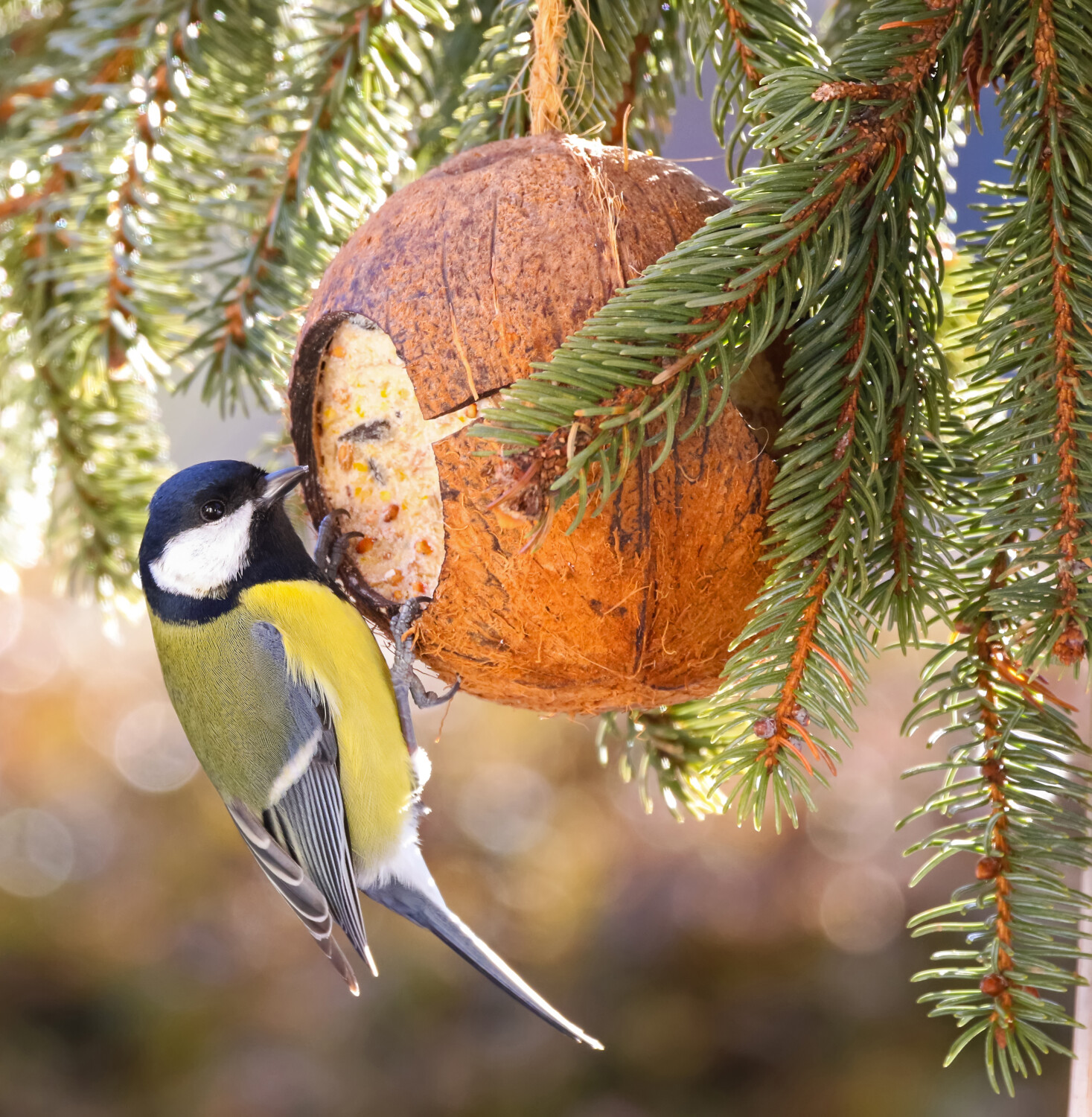 Tips bij het voederen van tuinvogels - vogels in de winter