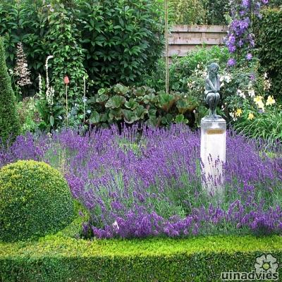 Ongebruikt Lavendel - Lavandula angustifolia - lavendel verzorging in de tuin AK-94