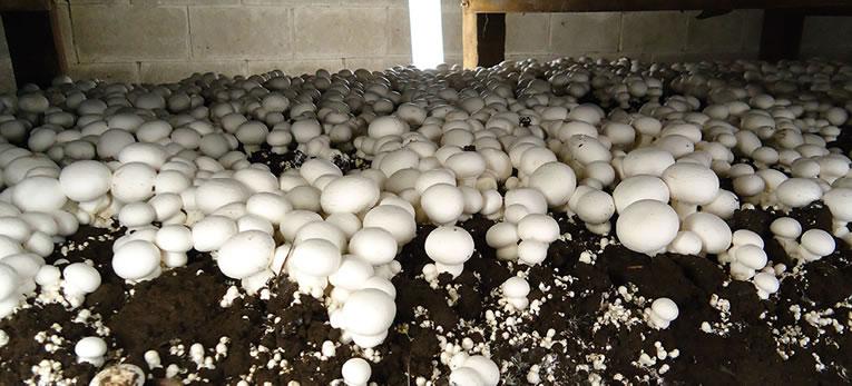 Witte champignons kweken