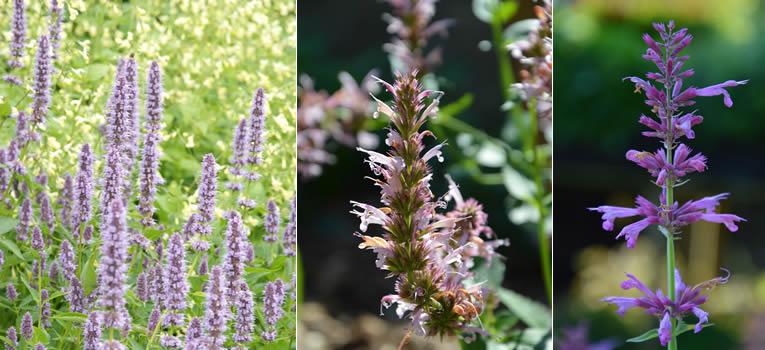 Agastache of dropplant