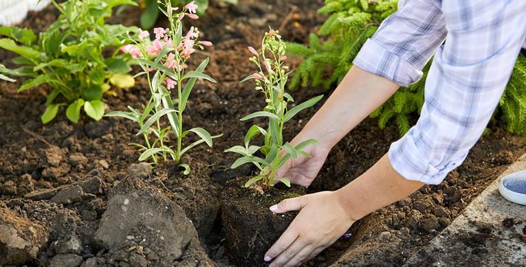 Mooie planten door goede bodemstructuur - bodemverbetering voor aanplanten
