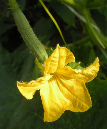 Vrouwlijke bloem van courgette