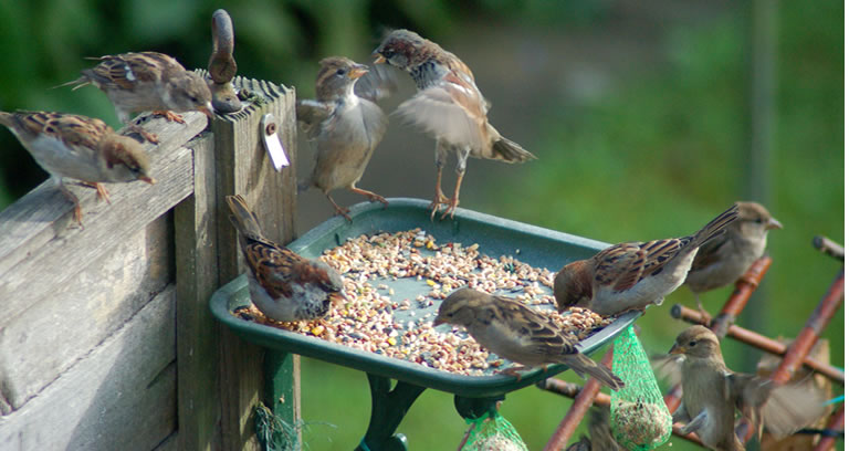 opmerking Snor helpen Soorten vogelvoeder kiezen - welk voeder voor welke vogel