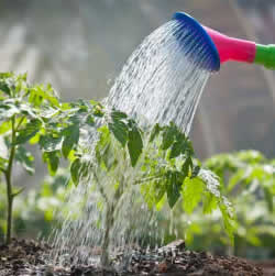 Hoeveel water heeft je tuin nodig? Tuinadvies