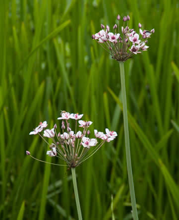 oeverplanten moerasplanten Butomus umbellatus - zwanebloem