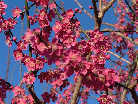 Prunus mume ‘Ben-chi-dori’ bloeit van half januari tot laat in februari 