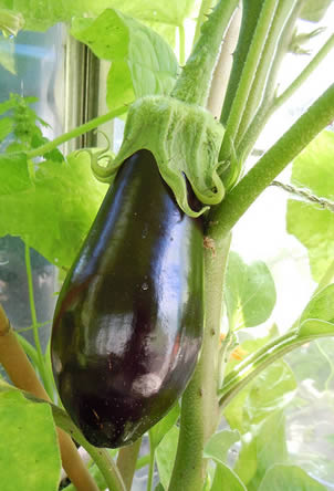 gezonde aubergine aan de plant