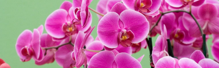 van orchideeën - substraat en meststof voor orchidee