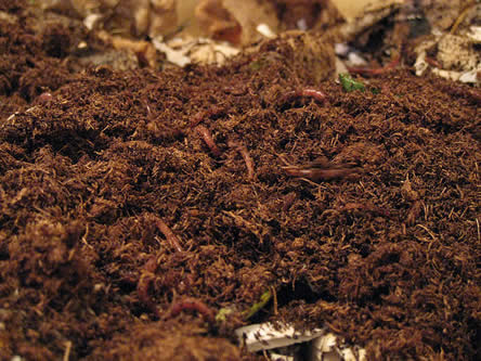 composteren met wormen: wormenbak compost maken