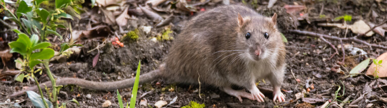 Rat in de tuin