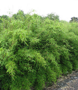 psychologie Politiek Snoep Bamboe kopen voor een haag - bamboe kopen die niet kan woekeren - soorten  bamboe zoals fargesia