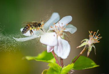 Bijen helpen met de bestuiving van planten