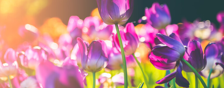Tulpen - bloembollen