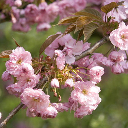 bloeiende bomen in de lente zoals sierkersen of prunussen
