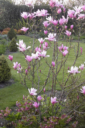 magnolia bloeit al vroeg in de lente