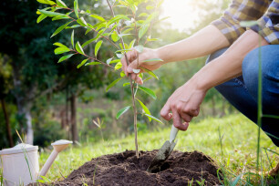 Bodemverbeteraar gebruik je in volle grond bij het aanplanten van bomen, struiken,...