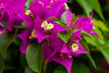 Bloemen van Bougainville