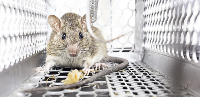 Ratten en muizen levend vangen