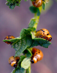 larve coloradokever