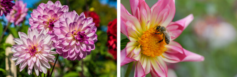 Dahlia's bloeien kleurrijk en maandelang