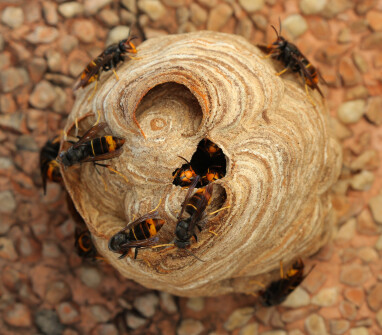 Nest van de Aziatische hoornaar