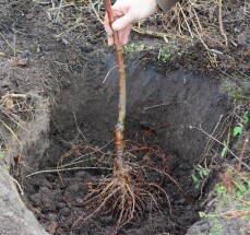 Hoe bomen in blote wortel planten