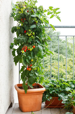 tomaten kweken op het balkon