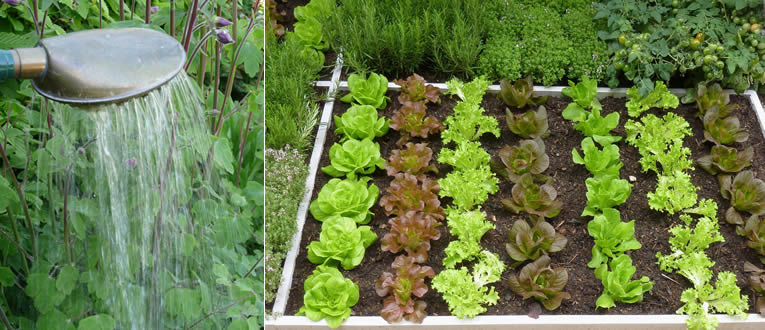 groenten water geven in de vierkantemeter tuin