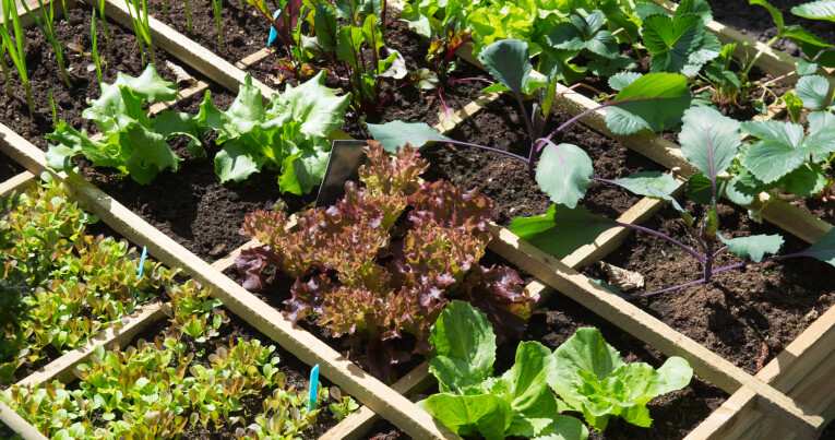 Vierkante meter moestuin