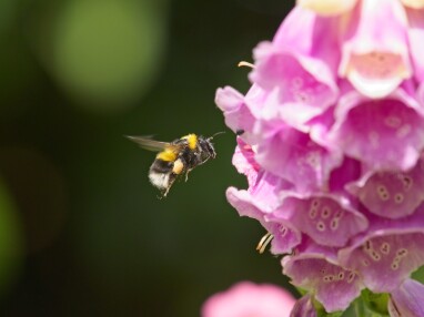 Vingerhoedskruid goed voor bijen
