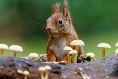 Eekhoorns eten paddenstoelen