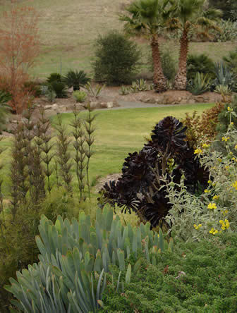 Exotische tuin met zwartkop of Aenoium 