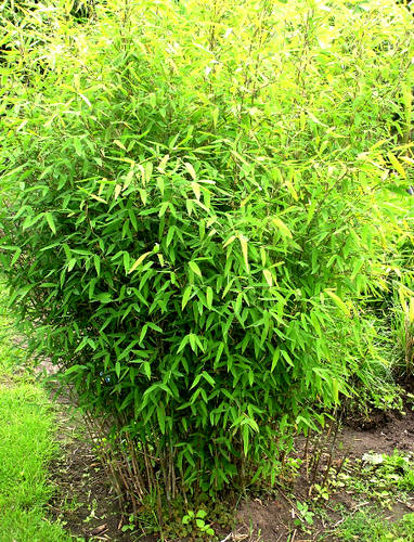 Fargesia bamboe die niet woekerd in de tuin - Fargesia of Sinarundinaria als om niet woekerende hagen mee aan te planten
