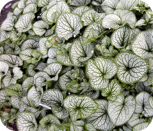 ding Crimineel genoeg Grijsbladige planten zorgen voor rust en sfeer in de tuin kunnen goed tegen  droogte lavendel snoeien