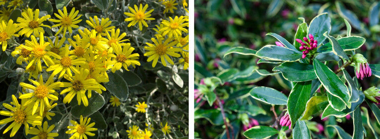 Brachyglottis 'Sunshine' - Daphne odora 'Aureomarginata'