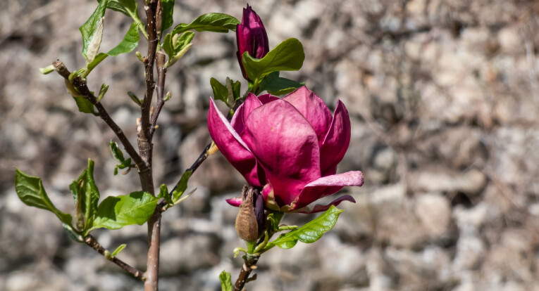 Warmrood bloeiende Magnolia 'Genie'