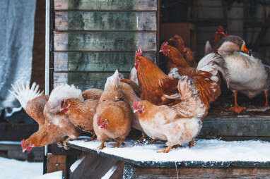 verzorgingstips kippen en ganzen in de winter