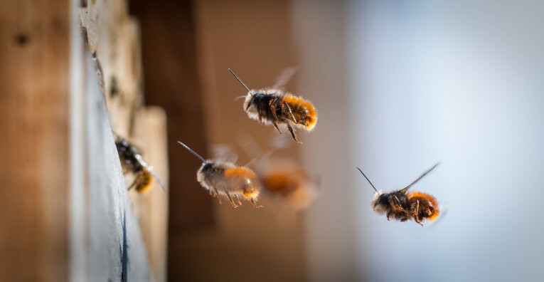 Solitaire bijen bezoeken insectenhotel