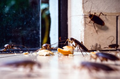 Kakkerlakken in huis