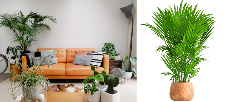 Kentiapalm als opvallende kamerplant in de woonkamer