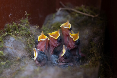 Jonge vogeltjes in een nestkast